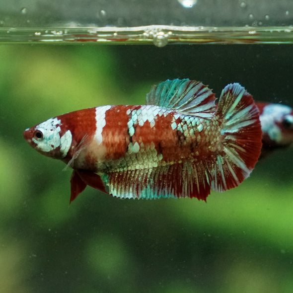 Multicolor/ Galaxy Koi Plakat- Female- 13 Weeks Old