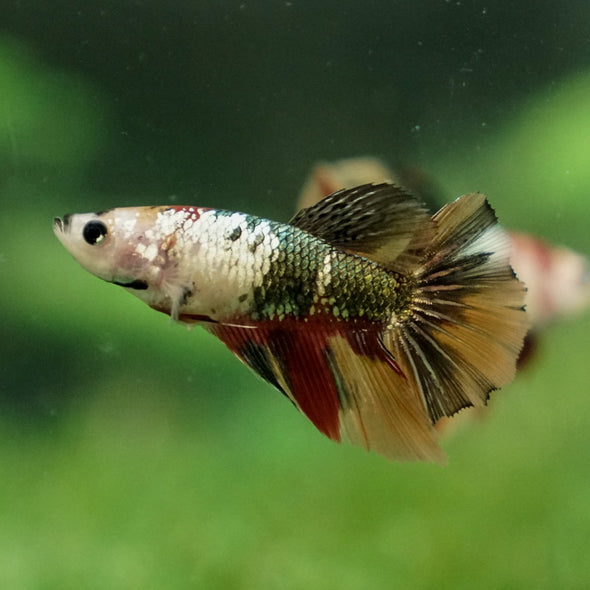 Multicolor/ Galaxy Koi Halfmoon - Female- 14 Weeks Old