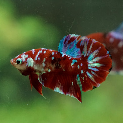 Multicolor/Galaxy Koi Plakat -13 weeks Old