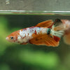 Multicolor/ Galaxy Koi Halfmoon - Female- 13 Weeks Old