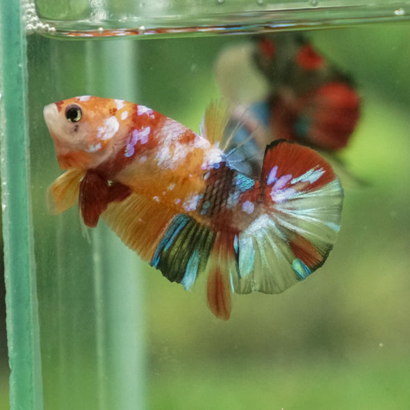 Multicolor/Galaxy Koi Plakat -13 weeks Old