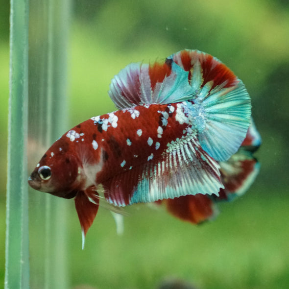 Multicolor/Galaxy Koi Plakat -13 weeks Old