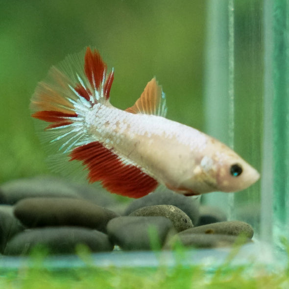 Multicolor/ Galaxy Koi Halfmoon - Female- 13 Weeks Old