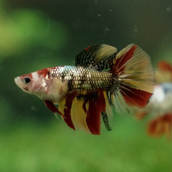 Multicolor/ Galaxy Koi Halfmoon - Female- 14 Weeks Old