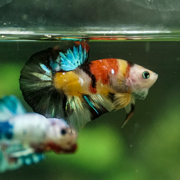 Multicolor/Galaxy Koi Plakat -11 weeks Old