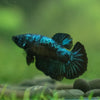 Black Galaxy Koi (Avatar) Halfmoon - Female- 13 Weeks Old