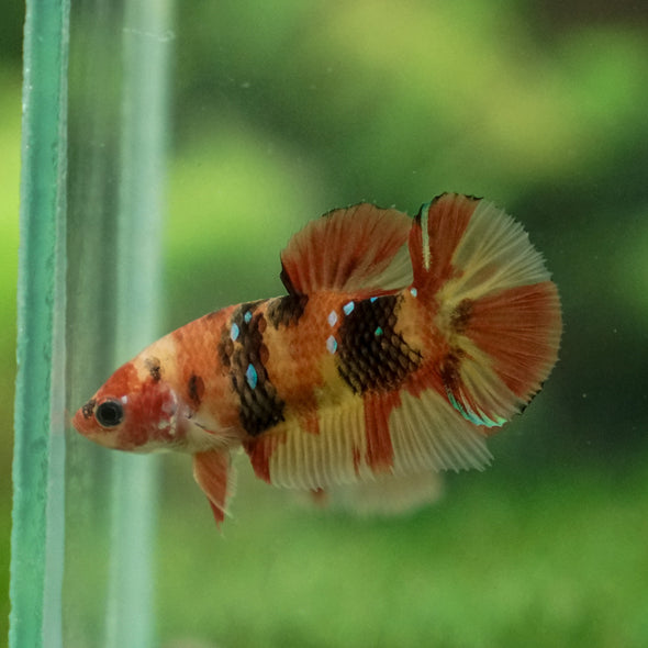 Multicolor/ Galaxy Koi Plakat- Female- 13 Weeks Old