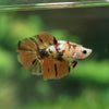 Multicolor/ Galaxy Koi Halfmoon - Female- 13 Weeks Old