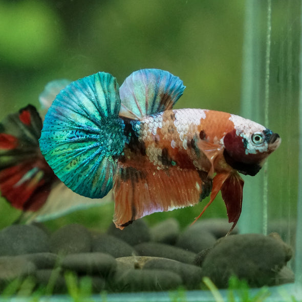 Multicolor/Galaxy Koi Plakat -13 weeks Old