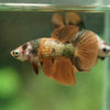 Multicolor/ Galaxy Koi Halfmoon - Female- 14 Weeks Old