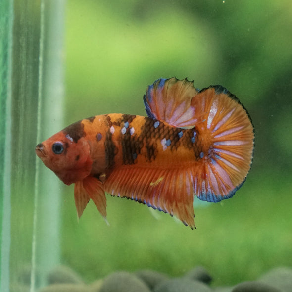 Multicolor/Galaxy Koi Plakat -13 weeks Old