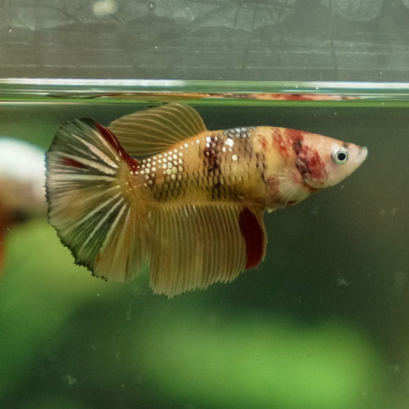 Multicolor/ Galaxy Koi Halfmoon - Female- 14 Weeks Old