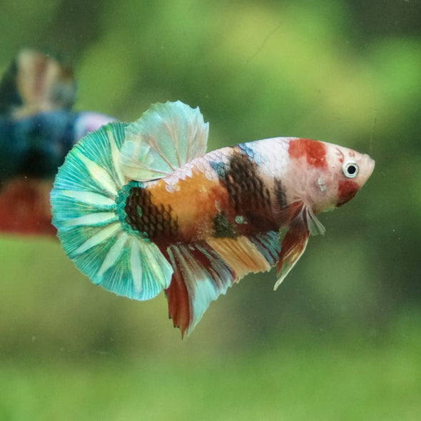 Multicolor/Galaxy Koi Plakat -13 weeks Old