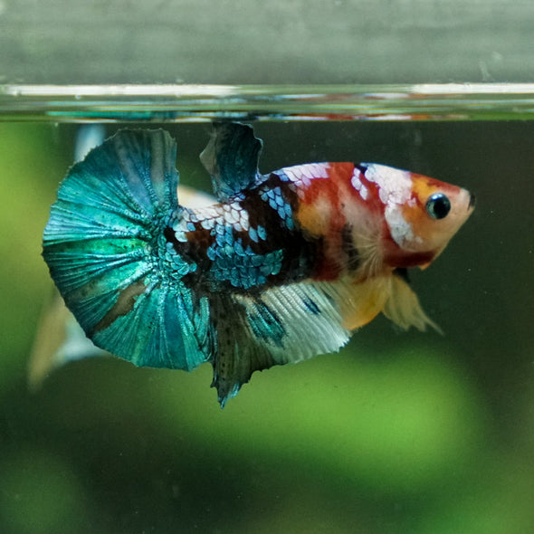 Multicolor/Galaxy Koi Plakat -11 weeks Old