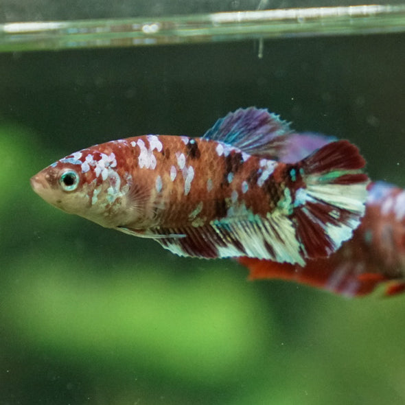 Multicolor/ Galaxy Koi Plakat- Female- 13 Weeks Old