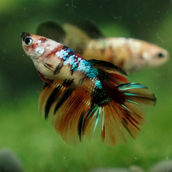 Multicolor/ Galaxy Koi Halfmoon - Female- 14 Weeks Old