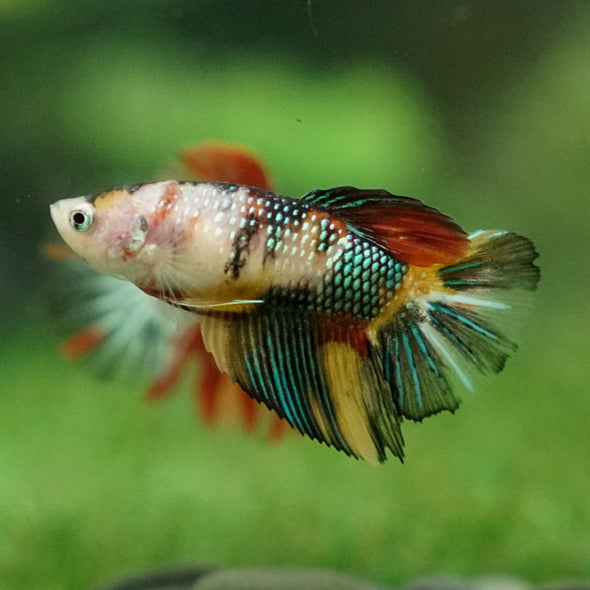 Multicolor/ Galaxy Koi Halfmoon - Female- 13 Weeks Old