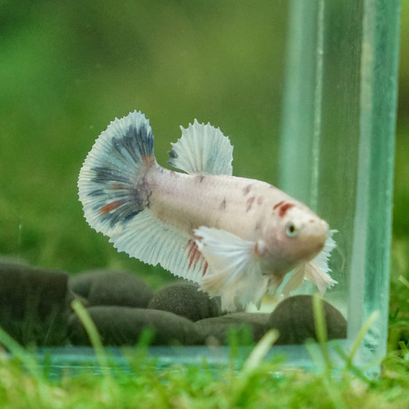 Candy Koi Plakat- Female- 9 Weeks Old