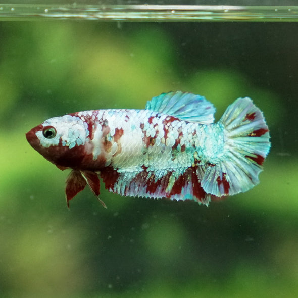 Multicolor/ Galaxy Koi Plakat- Female- 13 Weeks Old