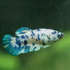 Blue/Green Dalmatian Plakat- Female