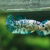 Blue/Green Dalmatian Plakat- Female