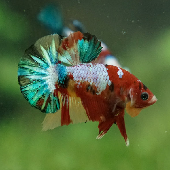 Multicolor/Galaxy Koi Plakat -11 weeks Old