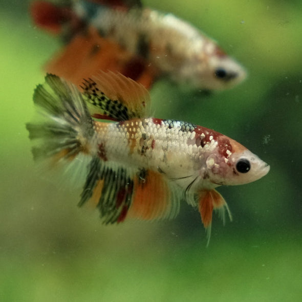 Multicolor/ Galaxy Koi Halfmoon - Female- 14 Weeks Old