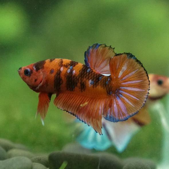 Multicolor/Galaxy Koi Plakat -13 weeks Old