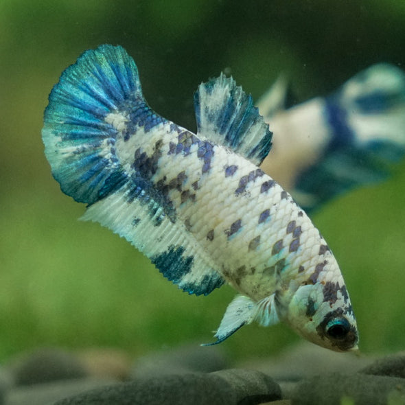 Blue/Green Dalmatian Plakat- Female