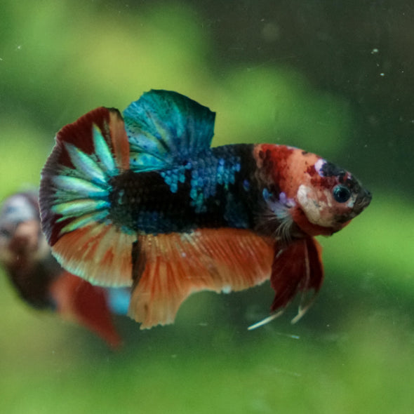 Multicolor/Galaxy Koi Plakat -13 weeks Old