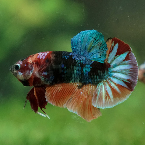 Multicolor/Galaxy Koi Plakat -13 weeks Old