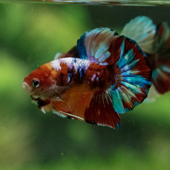 Multicolor/Galaxy Koi Plakat -13 weeks Old