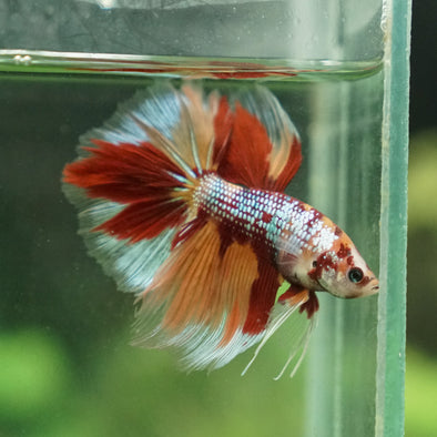 Galaxy Koi Halfmoon - 14 weeks old