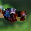 Multicolor/Galaxy Koi Plakat -11 weeks Old