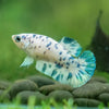 Blue/Green Dalmatian Plakat- Female