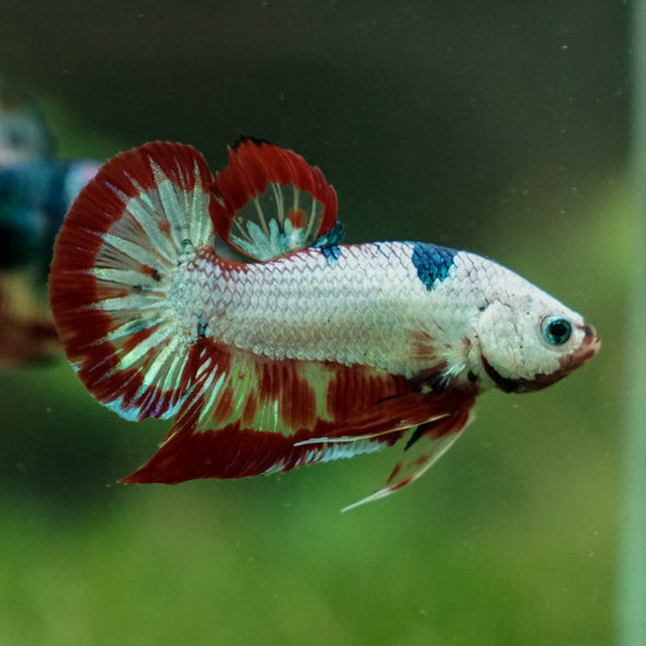 Multicolor/Galaxy Koi Plakat -13 weeks Old