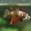 Multicolor/ Galaxy Koi Halfmoon - Female- 13 Weeks Old