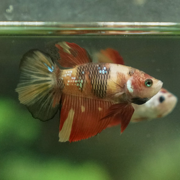 Multicolor/ Galaxy Koi Halfmoon - Female- 13 Weeks Old