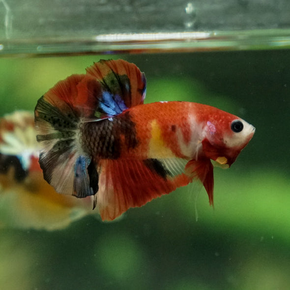 Multicolor/Galaxy Koi Plakat -11 weeks Old