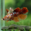 Multicolor/ Galaxy Koi Halfmoon - Female- 13 Weeks Old