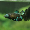 Black Galaxy Koi (Avatar) Halfmoon - Female- 13 Weeks Old