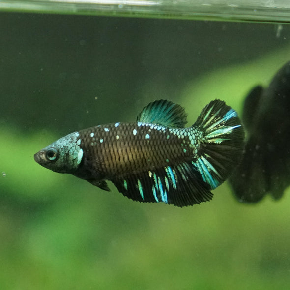 Black Galaxy Koi (Avatar) Halfmoon - Female- 13 Weeks Old