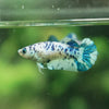 Blue/Green Dalmatian Plakat- Female