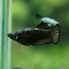 Black Samurai Plakat- Female- 14 Weeks Old
