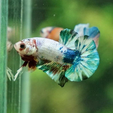 Multicolor/Galaxy Koi Plakat -16 weeks Old