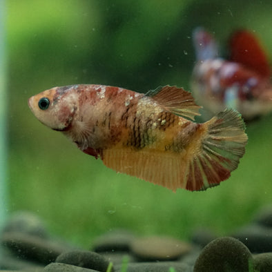 Multicolor/ Galaxy Koi Plakat- Female- 13 Weeks Old