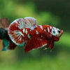 Multicolor/Galaxy Koi Plakat -13 weeks Old