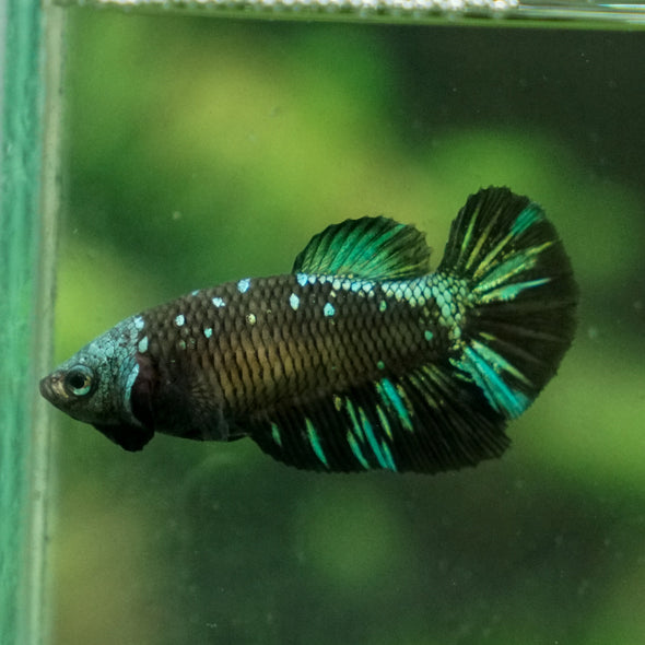 Black Galaxy Koi (Avatar) Halfmoon - Female- 13 Weeks Old