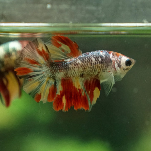 Multicolor/ Galaxy Koi Halfmoon - Female- 14 Weeks Old