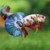 Multicolor/Galaxy Koi Plakat -11 weeks Old